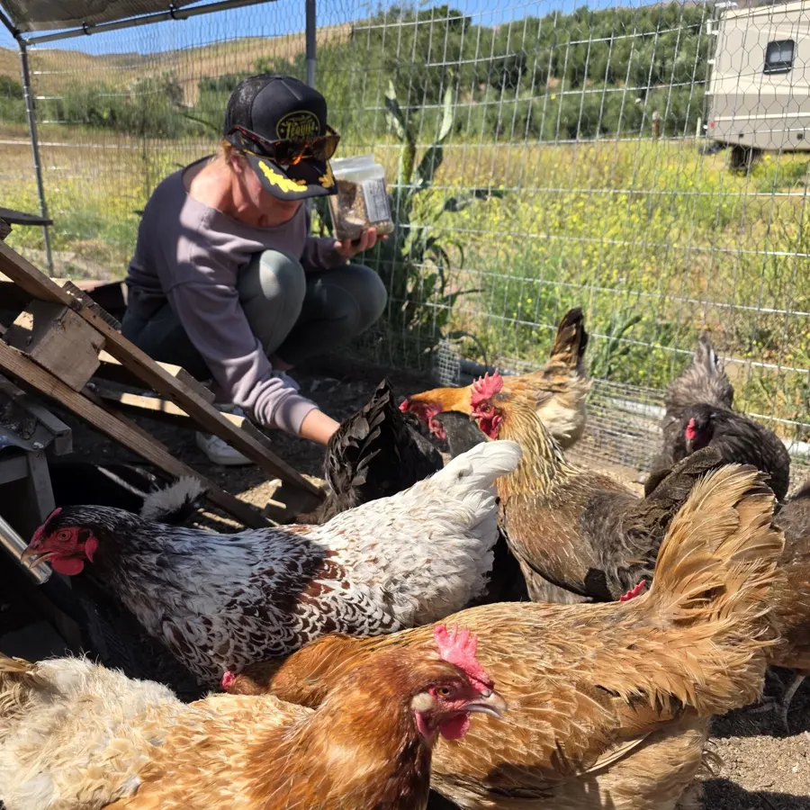 The Hen Den, Heritage Chickens