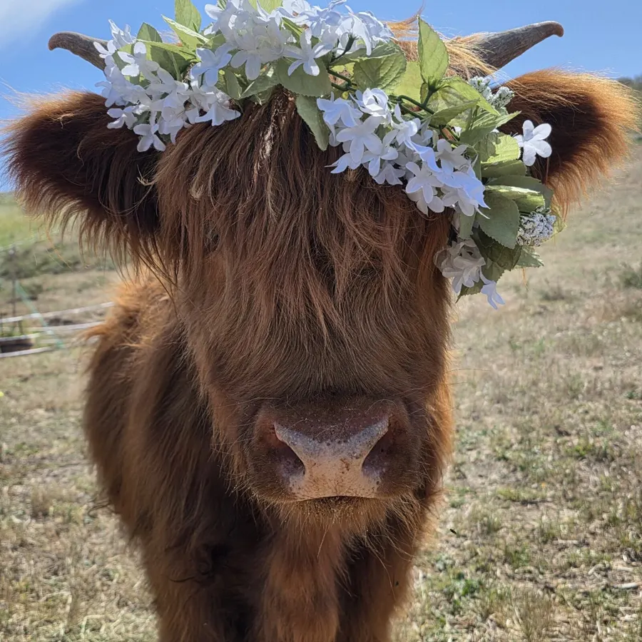Ferguson & Poppy, Scottish Highland Coos