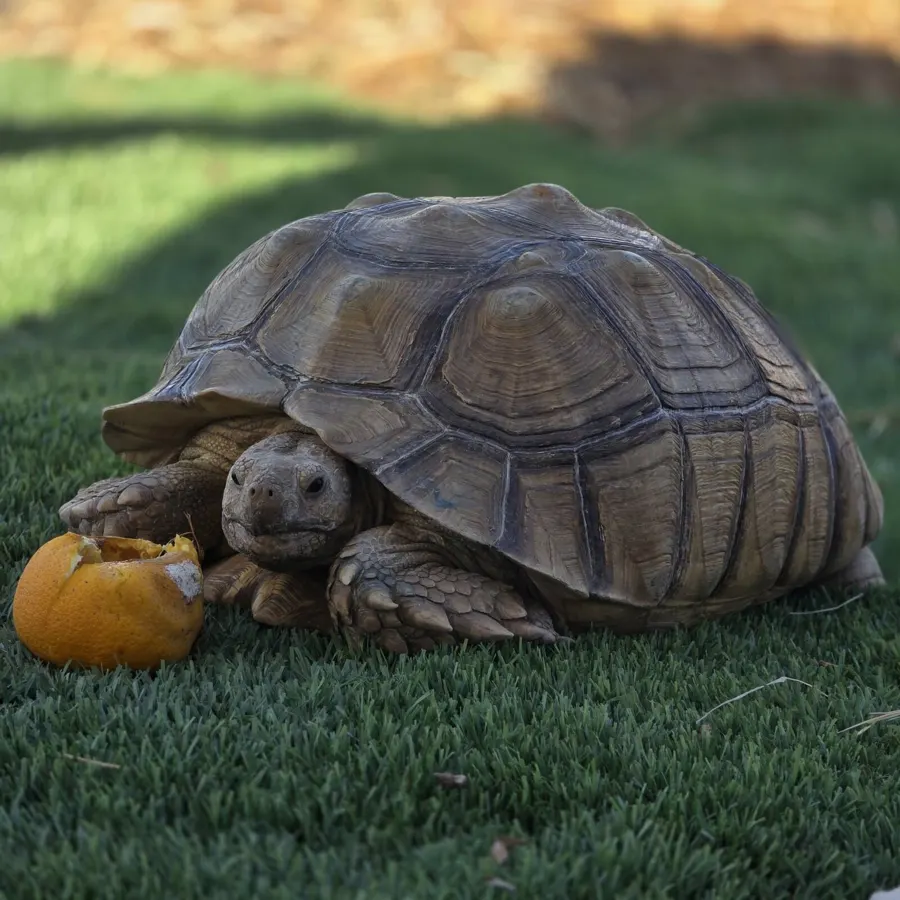 Mortoise, Sulcata Tortoise